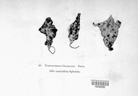 Alternaria cheiranthi image